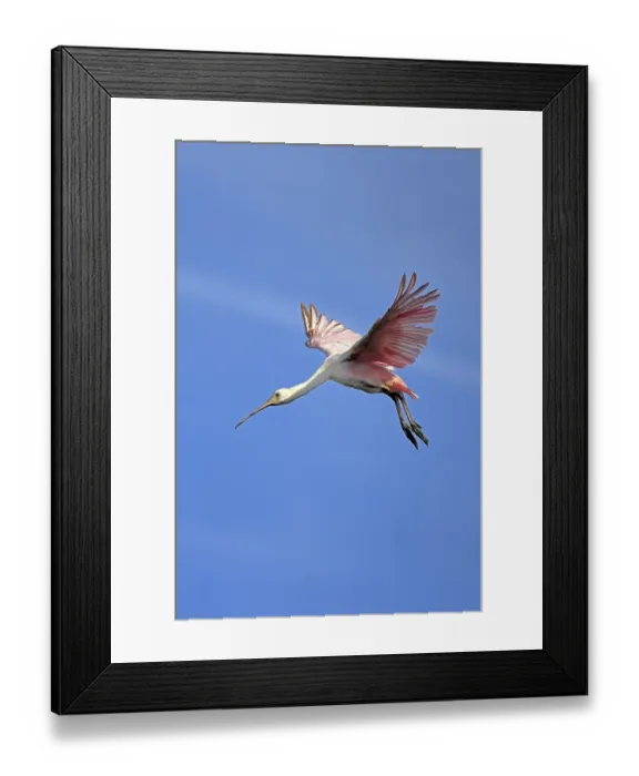 Framed Print : Roseate spoonbill (Platalea ajaja)