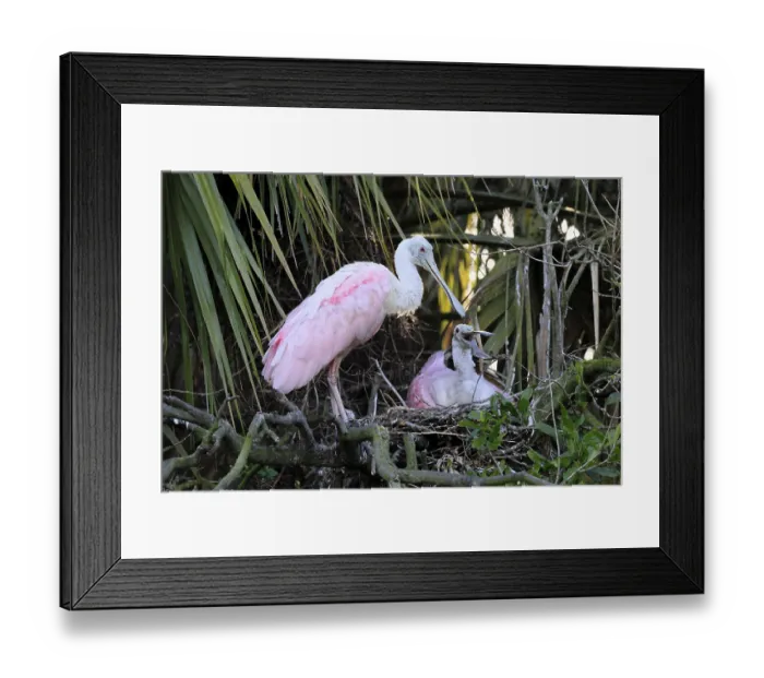 Framed Print : Roseate spoonbill (Platalea ajaja)