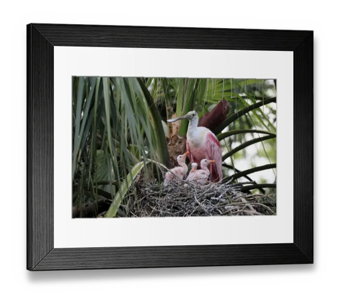 Framed Print : Roseate spoonbill (Platalea ajaja)