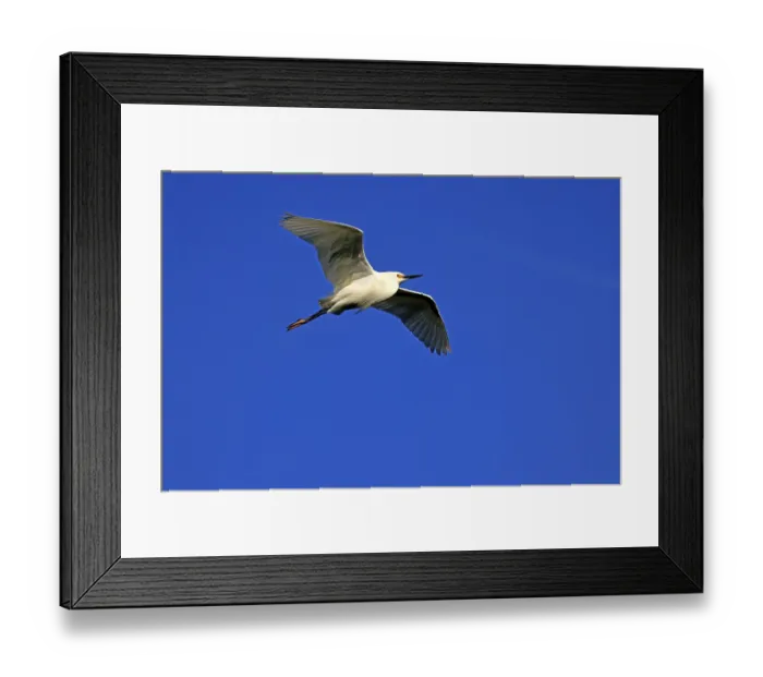 Framed Print : Great Egret (Egretta thula), adult