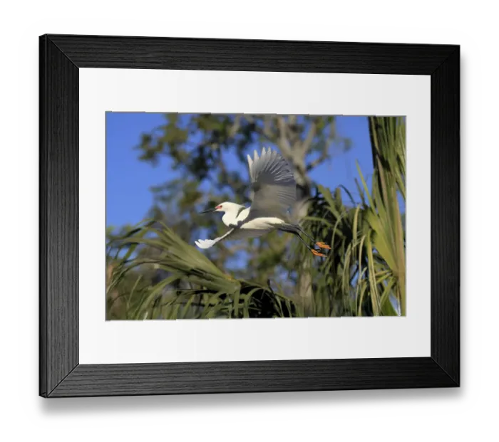 Framed Print : Great Egret (Egretta thula), adult Framed Print : Great Egret (Egretta thula), adult