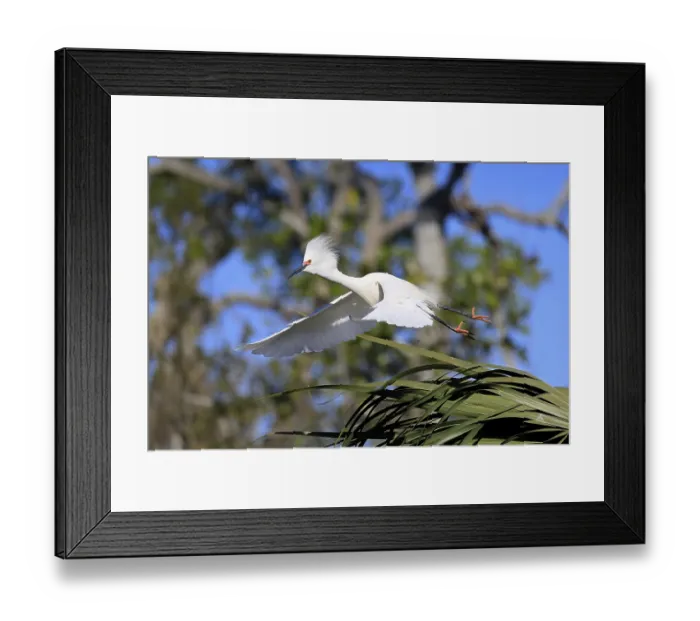 Framed Print : Great Egret (Egretta thula), adult Framed Print : Great Egret (Egretta thula), adult
