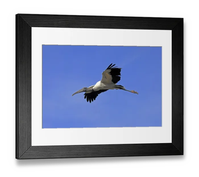 Framed Print : Wood stork (Mycteria americana)