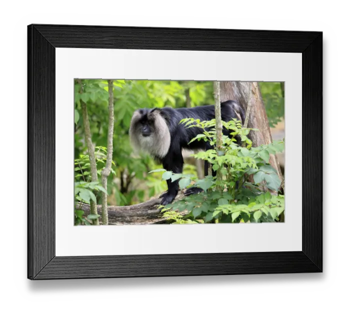 Framed Print : Bearded monkey, Wanderu, (Macaca silenus) Framed Print : Bearded monkey, Wanderu, (Macaca silenus)