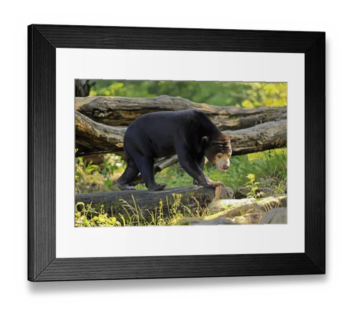 Framed Print : Malayan bear (Helarctos malayanus)