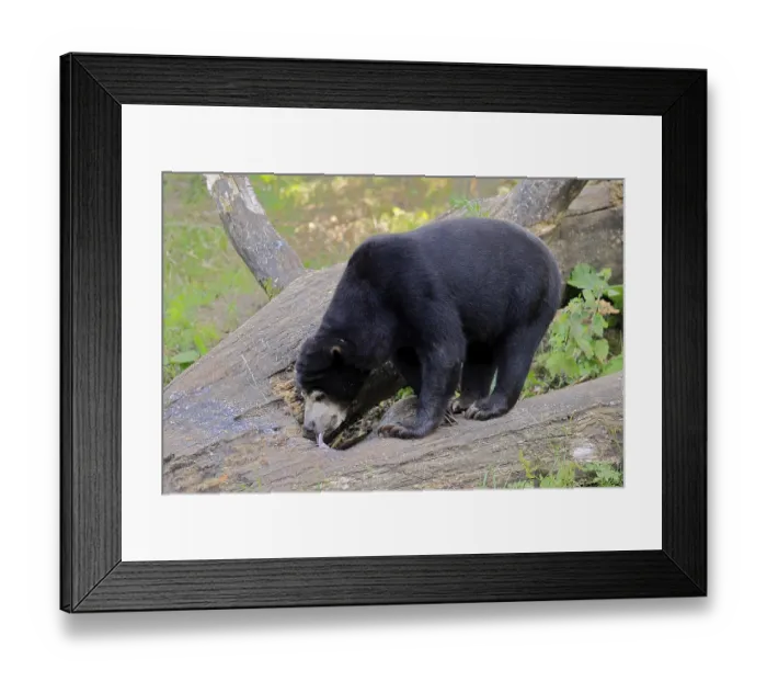 Framed Print : Malayan bear (Helarctos malayanus) Framed Print : Malayan bear (Helarctos malayanus)