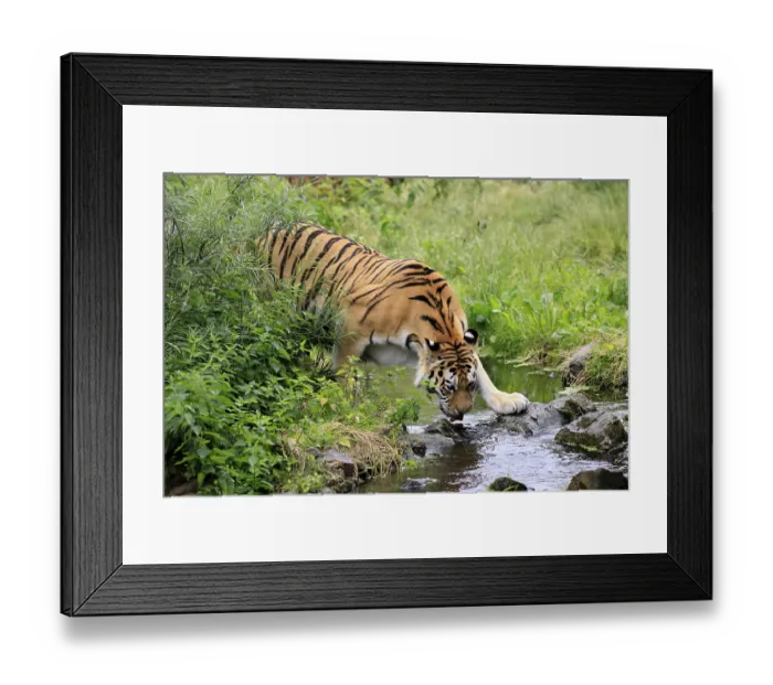 Framed Print : Siberian tiger (Panthera tigris altaica)