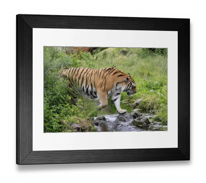 Framed Print : Siberian tiger (Panthera tigris altaica)