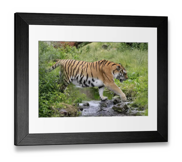 Framed Print : Siberian tiger (Panthera tigris altaica)