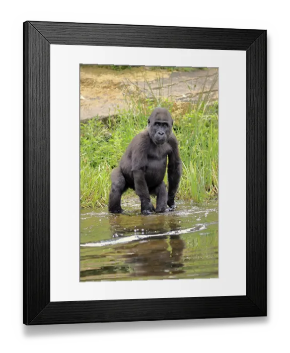 Framed Print : Western gorilla (Gorilla gorilla) Framed Print : Western gorilla (Gorilla gorilla)