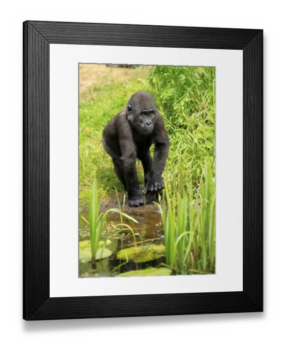 Framed Print : Western gorilla (Gorilla gorilla) Framed Print : Western gorilla (Gorilla gorilla)