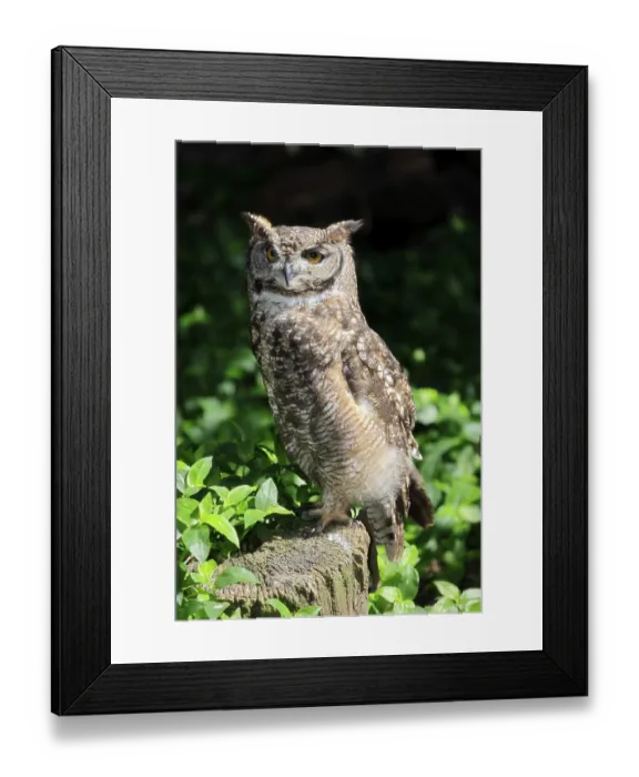 Framed Print : Spotted Eagle Owl (Bubo africanus) Framed Print : Spotted Eagle Owl (Bubo africanus)