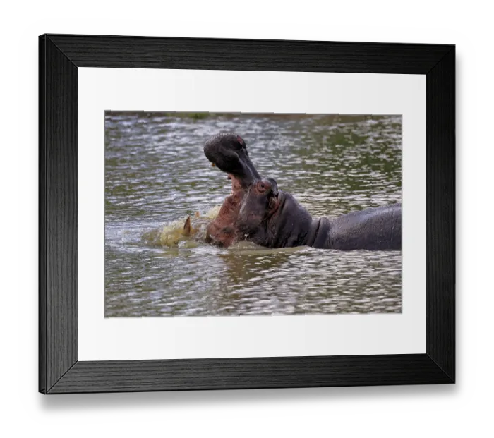 Framed Print : Hippopotamus (Hippopatamus amphibius)