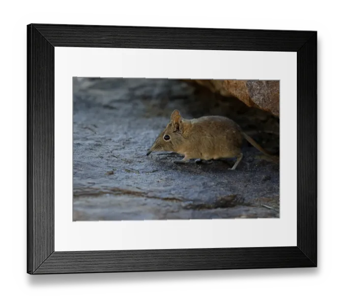 Framed Print : Short-eared elephant shrew (Macroscelides probosideus) Framed Print : Short-eared elephant shrew (Macroscelides probosideus)