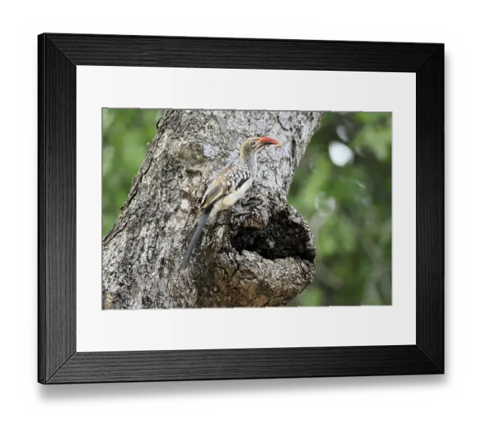 Framed Print : Mopanetoko (Tockus rufirostris) Framed Print : Mopanetoko (Tockus rufirostris)