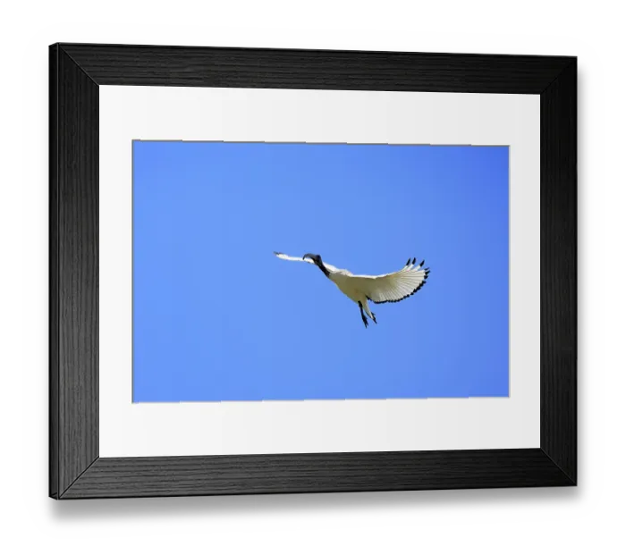 Framed Print : Pharaoh ibis (Threskiornis aethiopicus) Framed Print : Pharaoh ibis (Threskiornis aethiopicus)