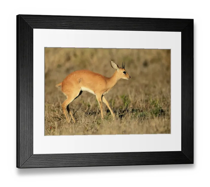 Framed Print : Steenbok (Raphicerus campestris)