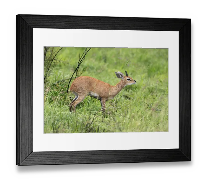 Framed Print : Steenbok (Raphicerus campestris)