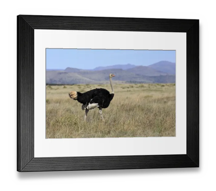 Framed Print : South African ostrich (Struthio camelus australis) Framed Print : South African ostrich (Struthio camelus australis)