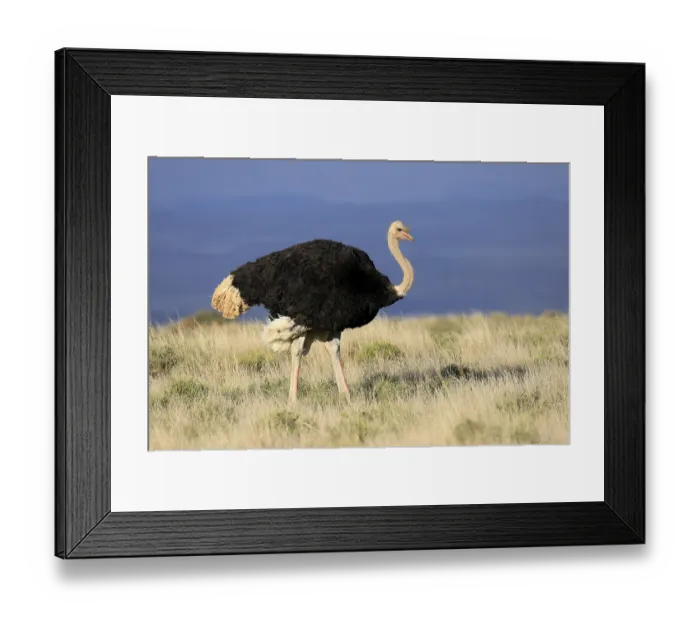 Framed Print : South African ostrich (Struthio camelus australis)