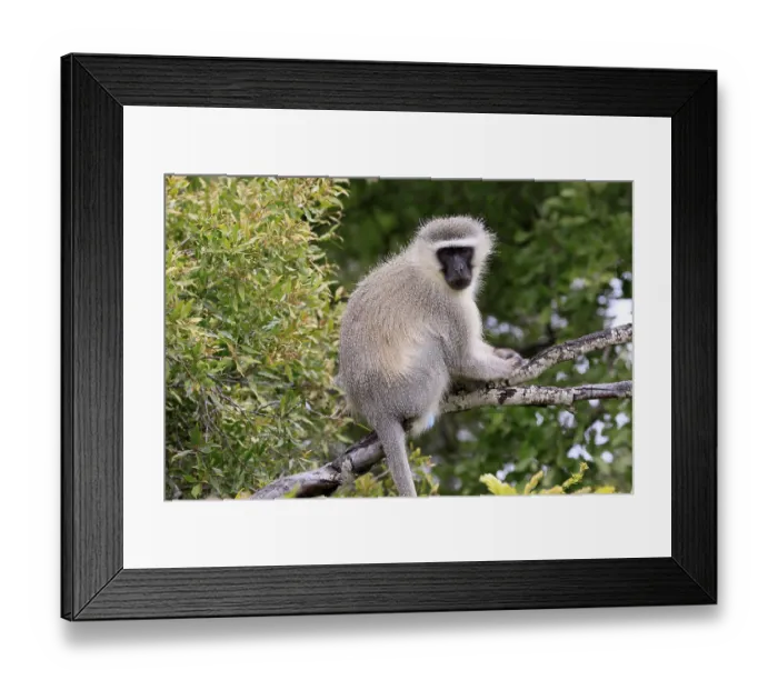 Framed Print : Vervet Monkey (Chlorocebus pygerythrus) Framed Print : Vervet Monkey (Chlorocebus pygerythrus)