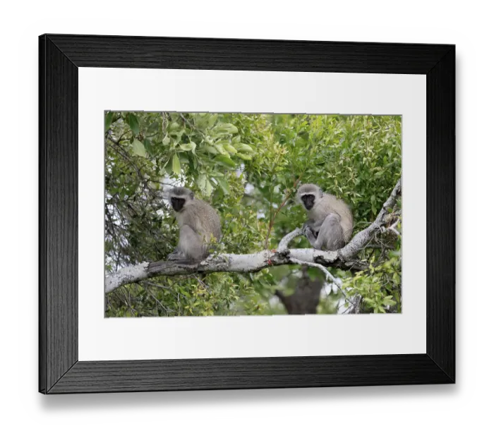 Framed Print : Vervet Monkey (Chlorocebus pygerythrus) Framed Print : Vervet Monkey (Chlorocebus pygerythrus)
