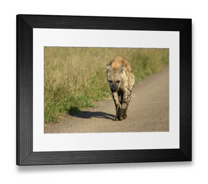Framed Print : Spotted hyena (Crocuta crocuta)