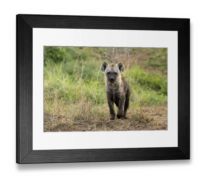 Framed Print : Spotted hyena (Crocuta crocuta)