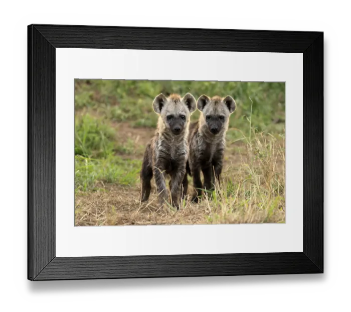 Framed Print : Spotted hyena (Crocuta crocuta)