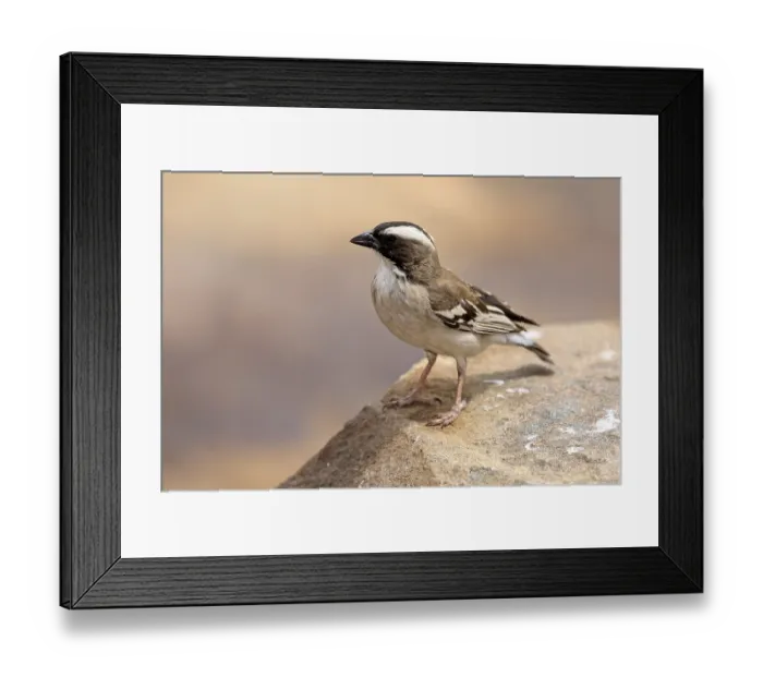 Framed Print : White-browed Weaver (Plocepasser mahali)