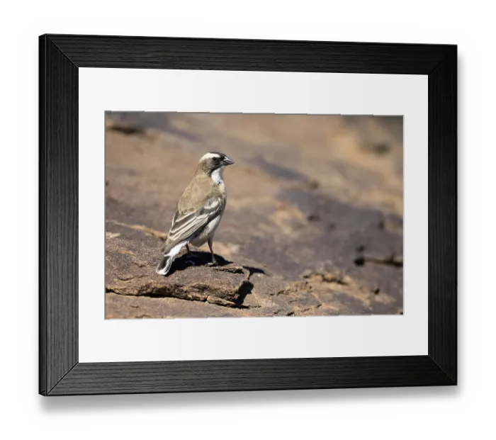 Framed Print : White-browed Weaver (Plocepasser mahali)