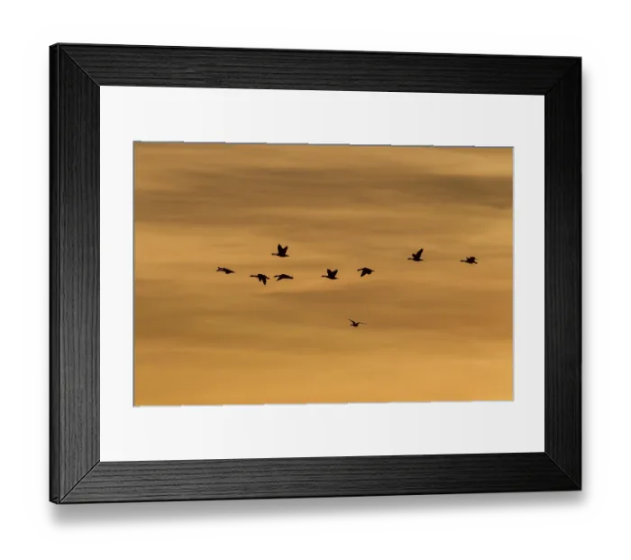 Framed Print : Greylag Geese (Anser anser) in flight in front of an evening sky Framed Print : Greylag Geese (Anser anser) in flight in front of an evening sky
