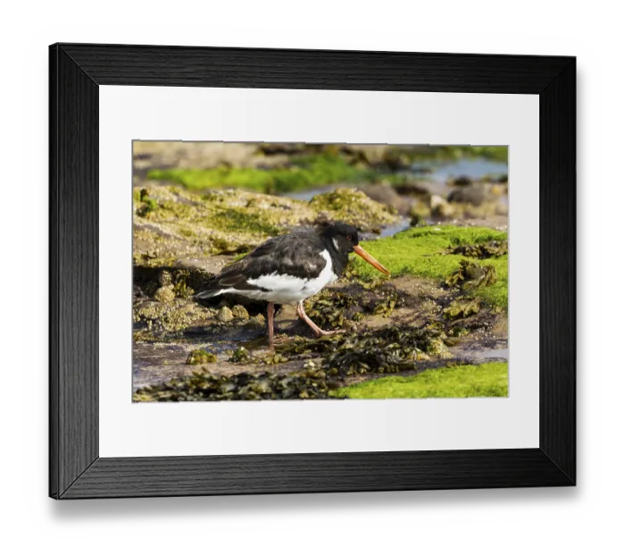 Framed Print : Oystercatcher (Haematopus ostralegus)