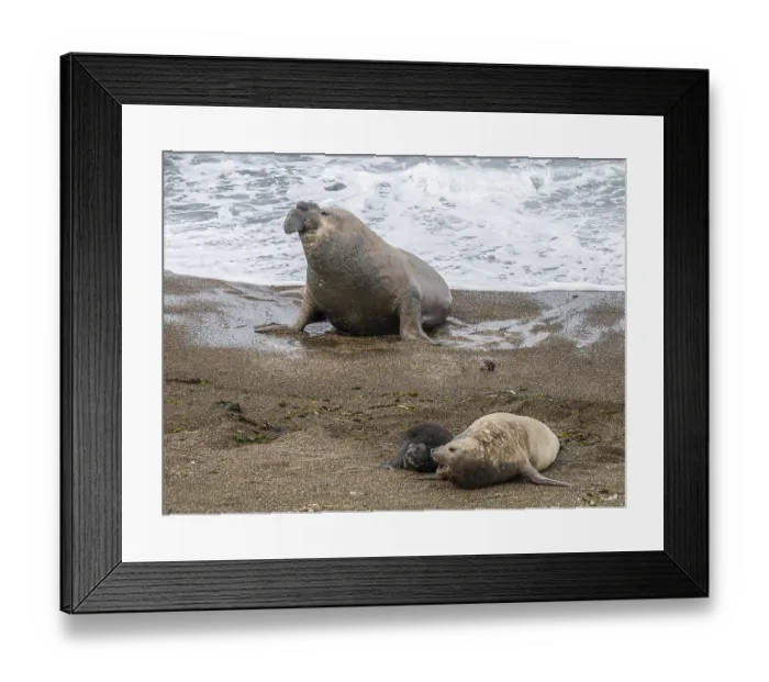 Framed Print : Southern elephant seal (Mirounga leonina) Framed Print : Southern elephant seal (Mirounga leonina)
