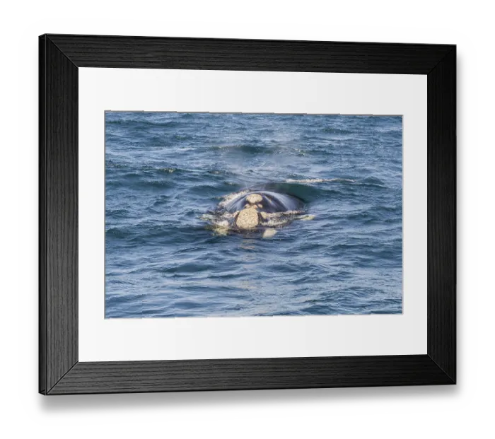 Framed Print : Southern right whale (Eubalaena australis) Framed Print : Southern right whale (Eubalaena australis)