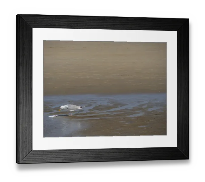 Framed Print : A seagull stands alone on a beach and pecks at a fish Framed Print : A seagull stands alone on a beach and pecks at a fish