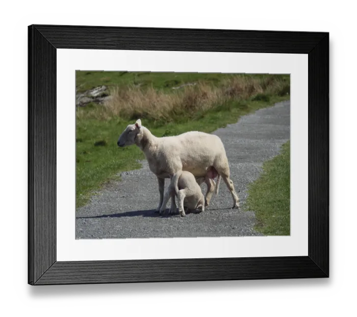 Framed Print : A sheep suckles its lamb on a path surrounded by grass in a natural environment Framed Print : A sheep suckles its lamb on a path surrounded by grass in a natural environment