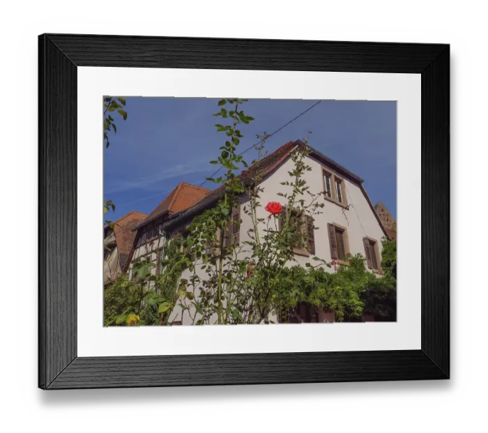 Framed Print : Historic half-timbered houses with floral decorations in Alsace Framed Print : Historic half-timbered houses with floral decorations in Alsace