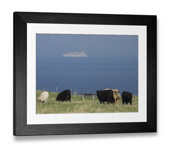 Framed Print : Cows grazing in a meadow by the sea Framed Print : Cows grazing in a meadow by the sea