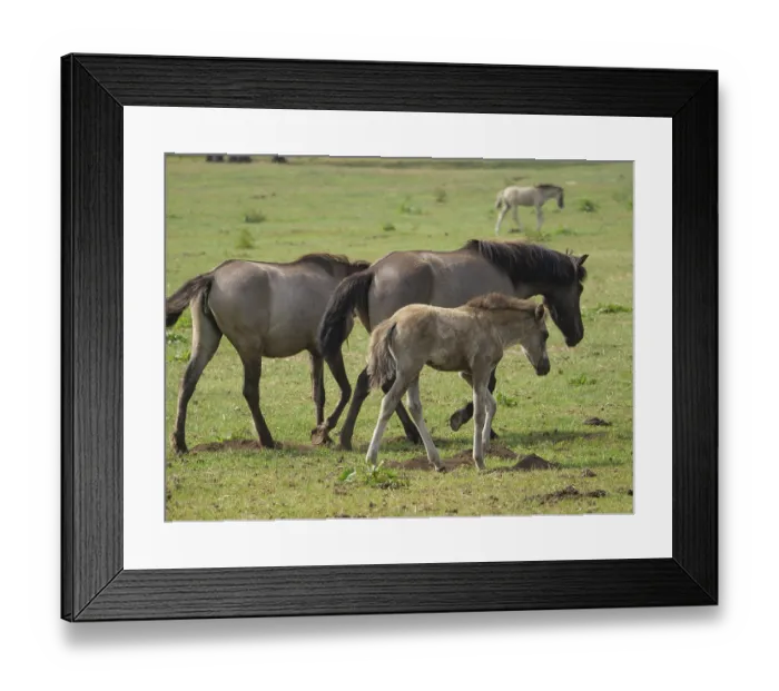 Framed Print : Three horses graze on a green meadow Framed Print : Three horses graze on a green meadow