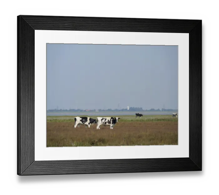 Framed Print : Several black and white cows grazing on a pasture under a blue sky