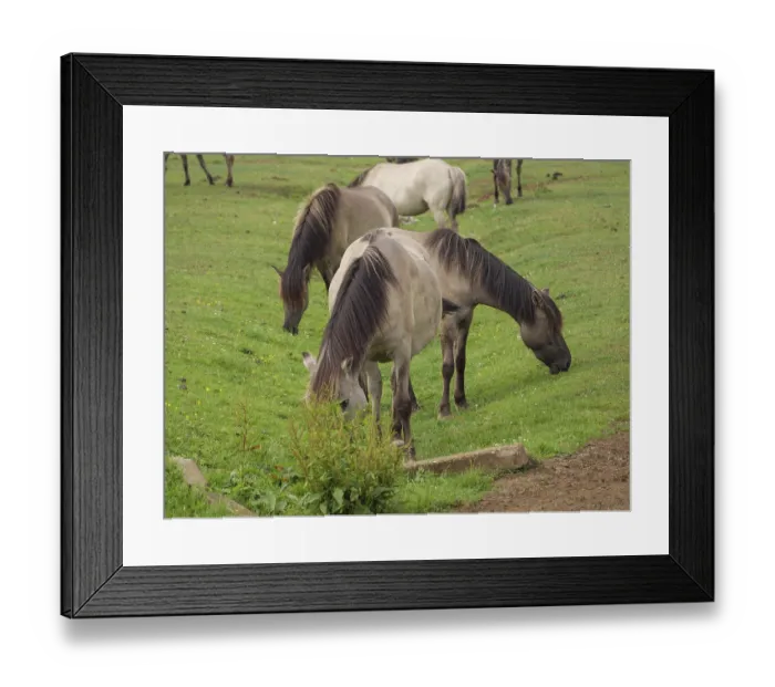 Framed Print : Several horses grazing peacefully on a green meadow