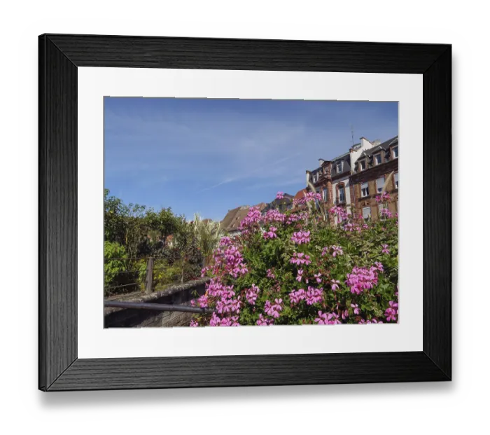 Framed Print : Blooming flowers against a backdrop of half-timbered houses and green foliage under a blue sky Framed Print : Blooming flowers against a backdrop of half-timbered houses and green foliage under a blue sky