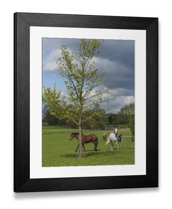 Framed Print : Several horses grazing on a green pasture next to a tree under a cloudy sky