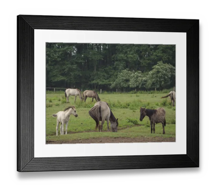 Framed Print : Horses and foals grazing on a green meadow next to a forest
