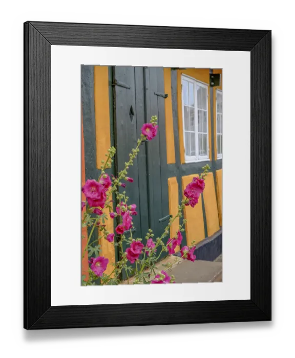 Framed Print : Pink blooming flowers in front of a yellow half-timbered house Framed Print : Pink blooming flowers in front of a yellow half-timbered house
