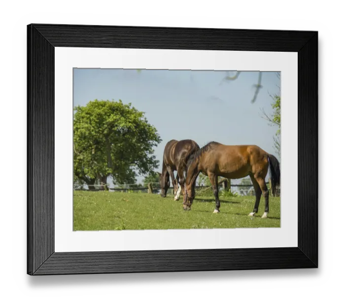 Framed Print : Two horses grazing quietly on a green pasture under a blue sky Framed Print : Two horses grazing quietly on a green pasture under a blue sky