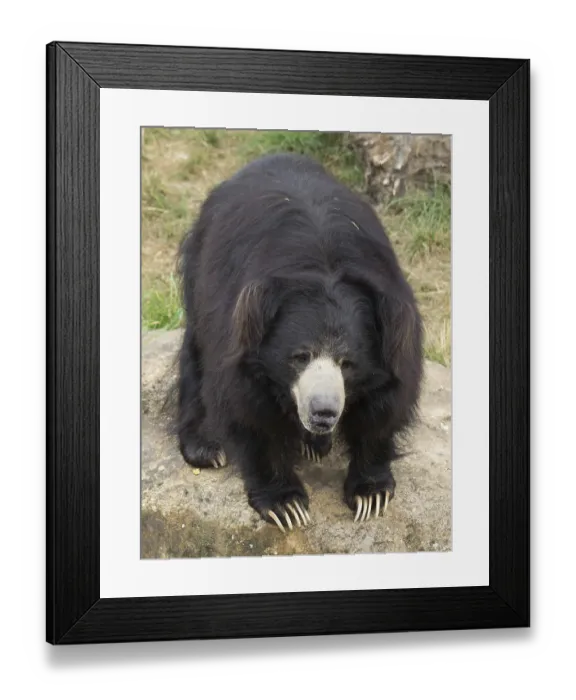 Framed Print : Sloth bear, captive, germany Framed Print : Sloth bear, captive, germany