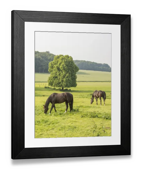 Framed Print : Two horses grazing on a green meadow Framed Print : Two horses grazing on a green meadow