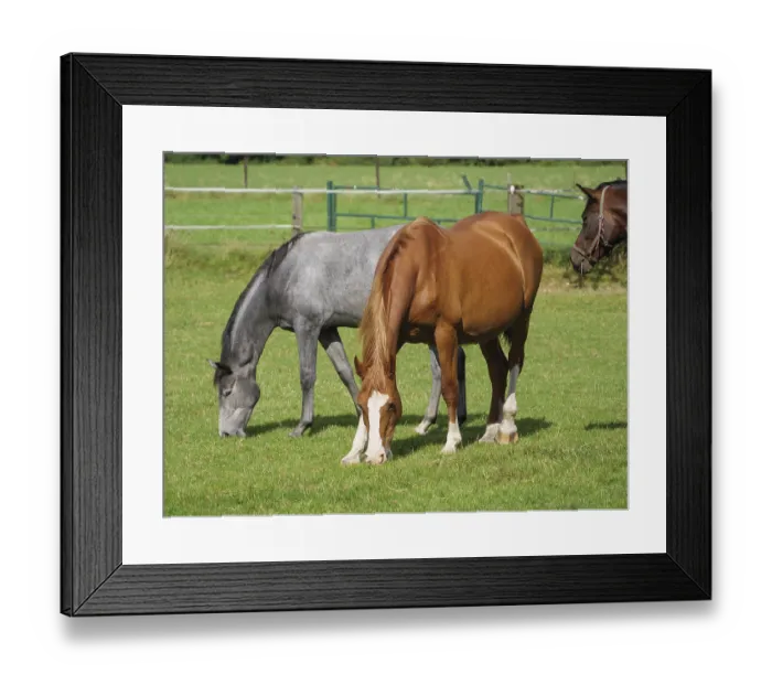 Framed Print : Three horses with different coats grazing in a meadow Framed Print : Three horses with different coats grazing in a meadow